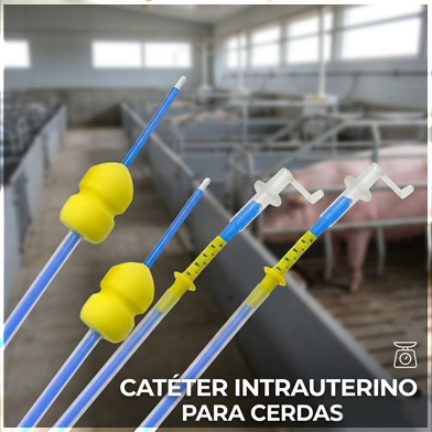 Catéter intrauterino para cerdas